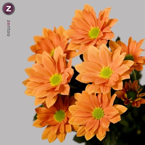 Spray Pom Grand Orange Daisy Spray (Pompoms) Chrysanthemum